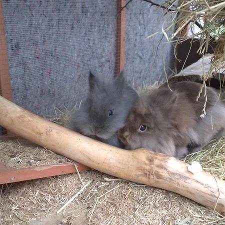 Noah - Lage, Ruhig Und Romantisch דירה *